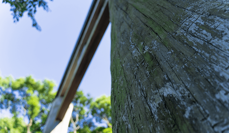 高さ13m、柱の直径は約160cmの木製大鳥居