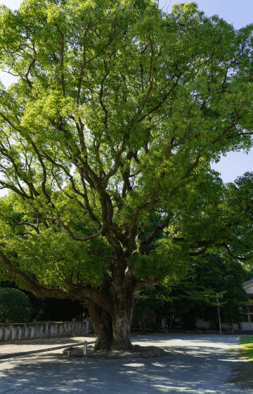 保存樹の楠木