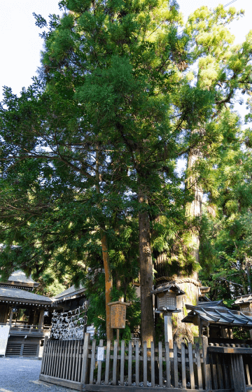 樹齢500年余りの巳の神杉