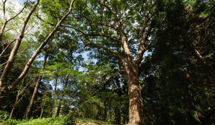 樹齢500年のご神木