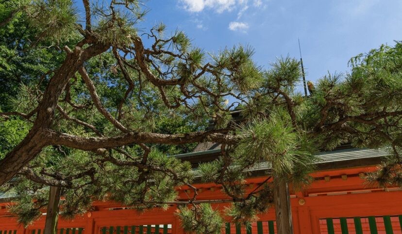 住吉神社のご神木 松の木