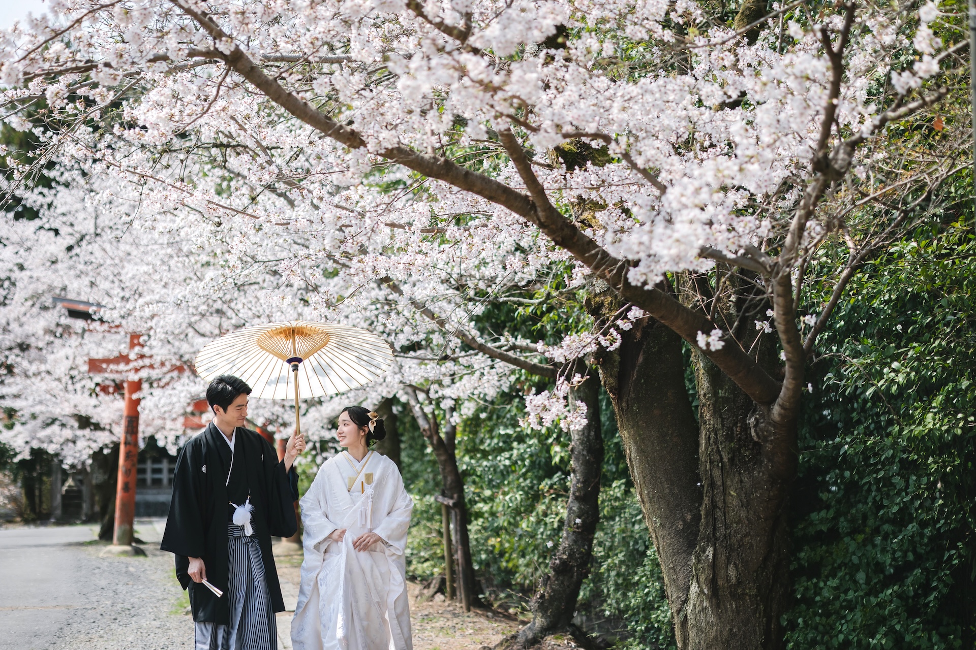 桜満開！和装前撮りの最適時期とスポットガイド | 和婚のいろは｜神社