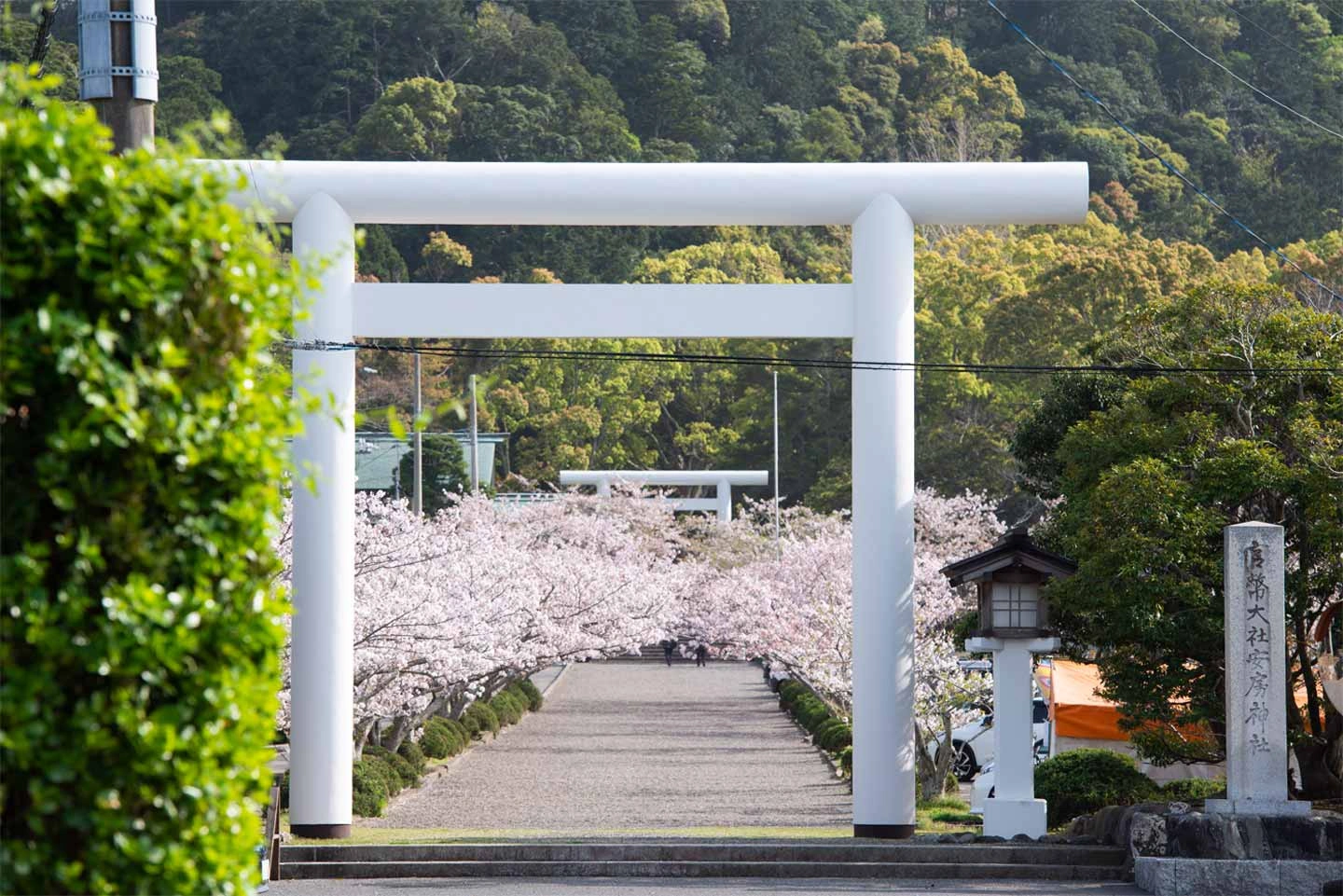 参道に咲き誇る桜のトンネルが魅力