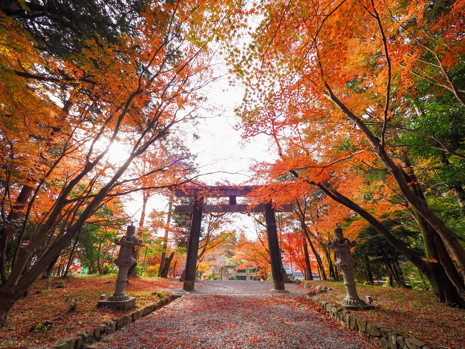 大原野神社のサブ画像4