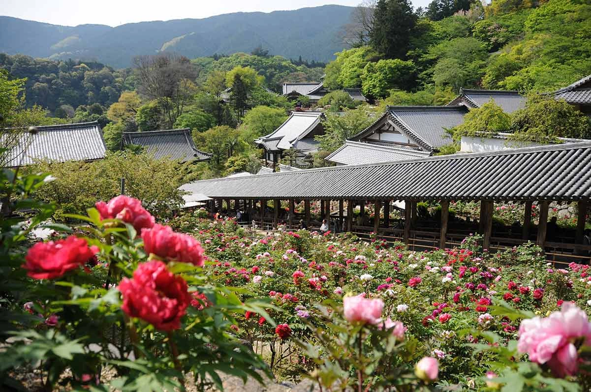 大和國 長谷寺のメイン画像