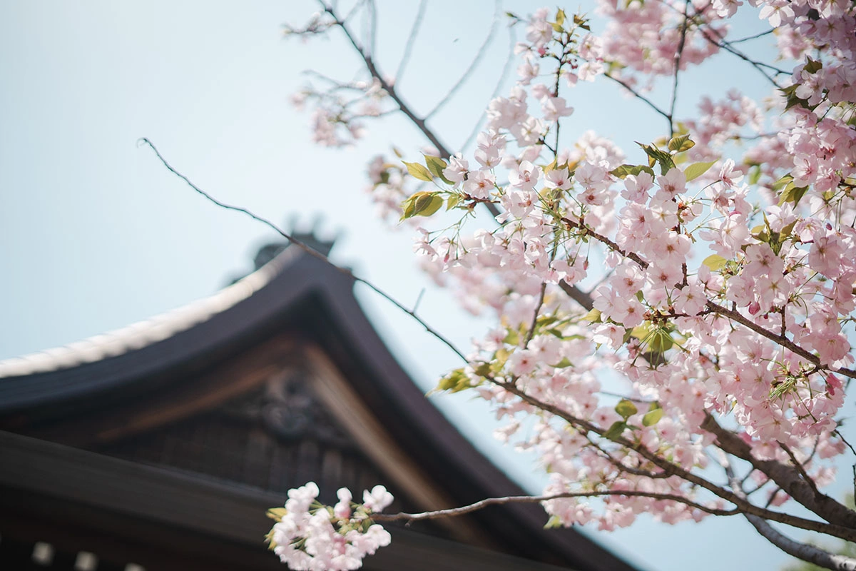 アットホームな雰囲気の桜咲く神社