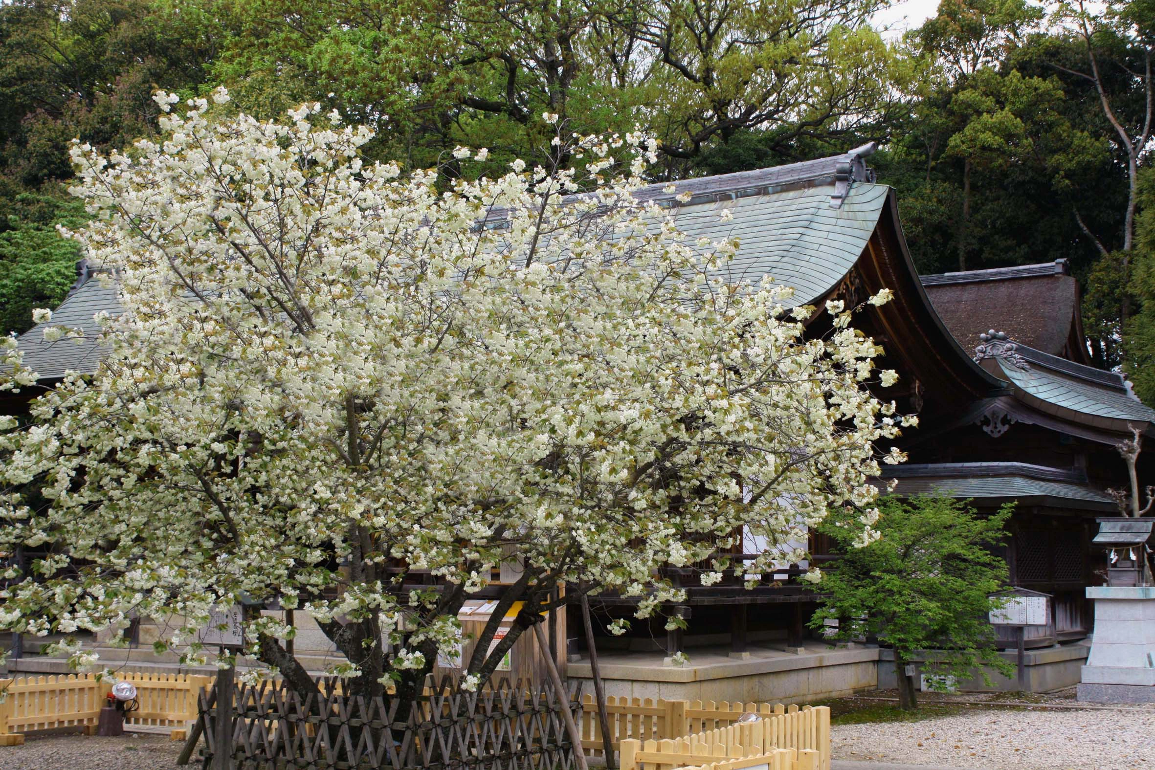 上地八幡宮 サムネイル4