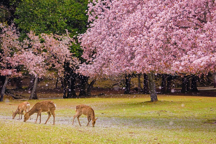 奈良公園の撮影スポット1