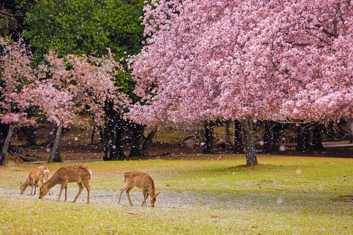 奈良公園の撮影スポット1