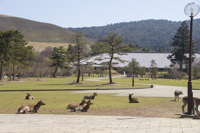 奈良公園の撮影スポット2