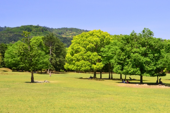 奈良公園の撮影スポット3