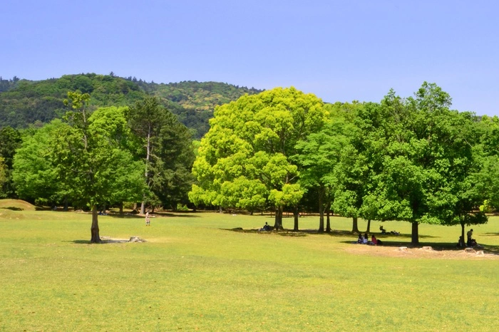 奈良公園の撮影スポット3