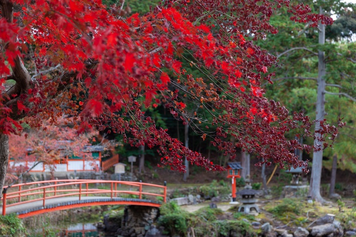 大原野神社の撮影スポット3