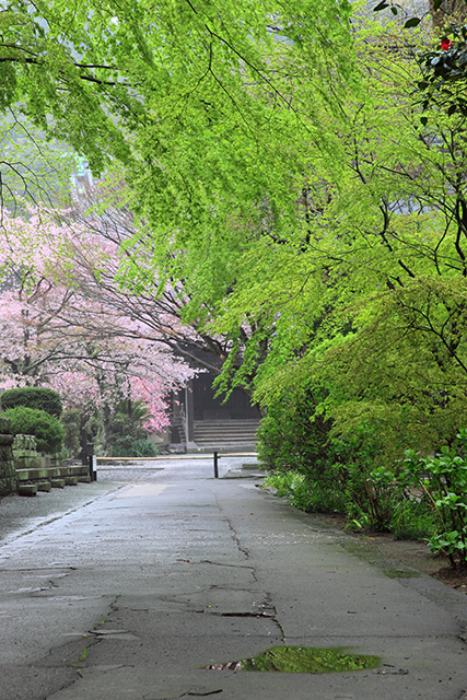 妙本寺の撮影スポット3